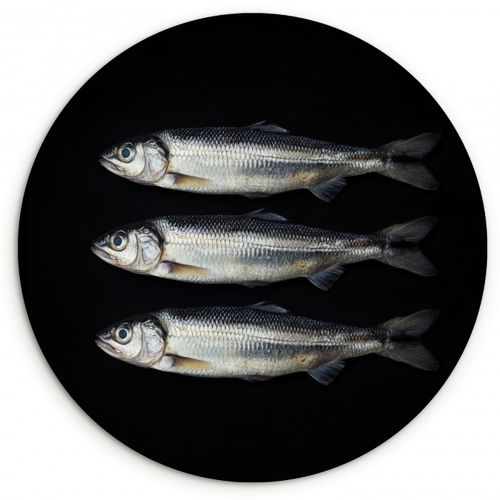 Quadro rotondo - Aringa - Pesce - Nero