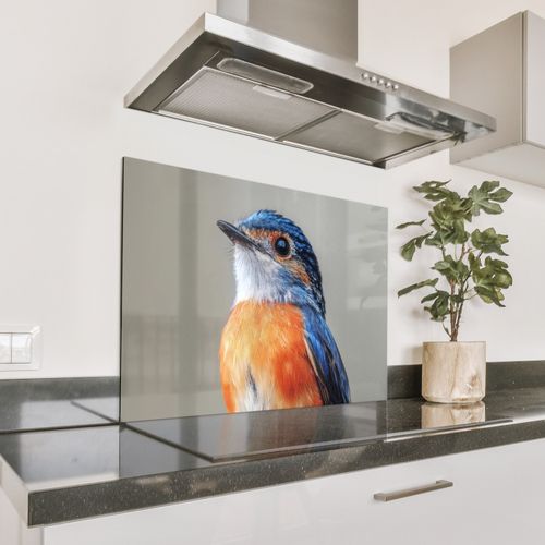 Colorato - Uccello - Piume - Blu