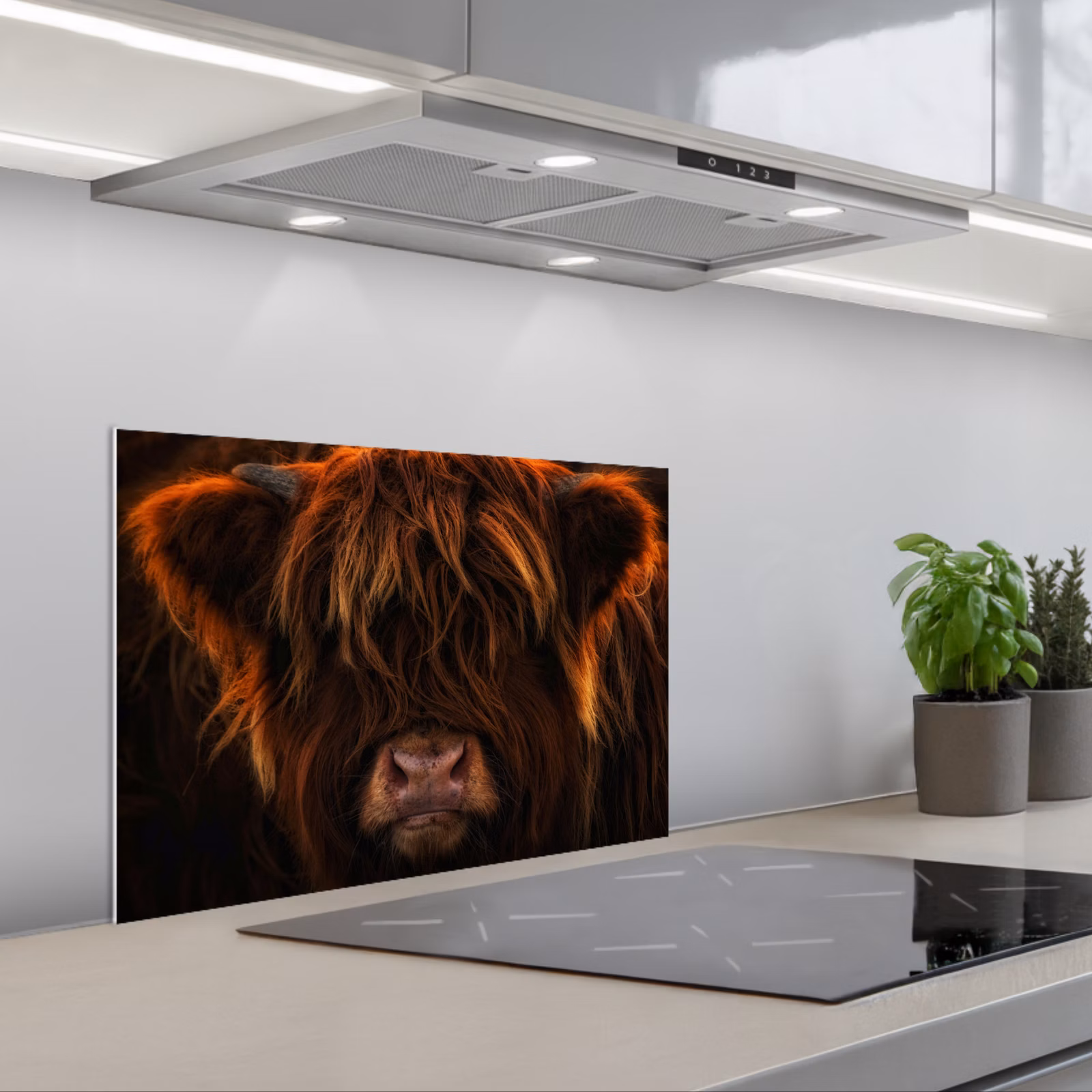 Paraschizzi cucina - Highlander scozzese - Mucca - Ritratto - Animali — 1