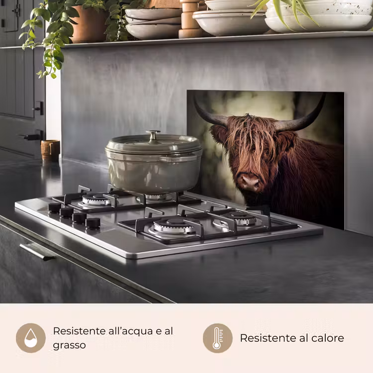 Paraschizzi cucina - Highlander scozzese - Luce - Ritratto - Natura — 2