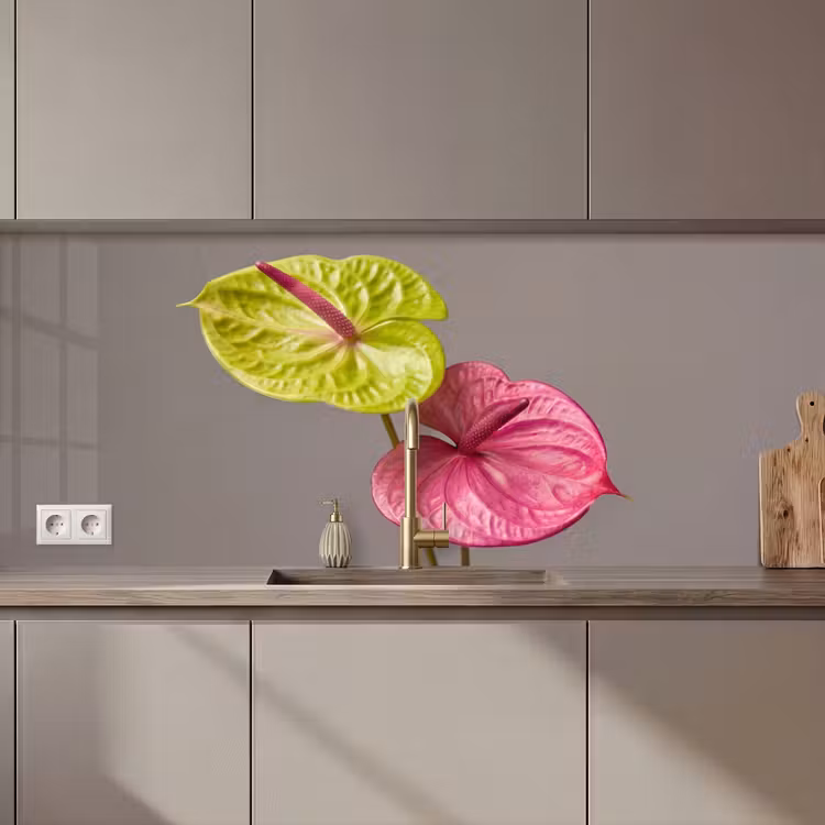 Schienale cucina - Piante - Anthurium - Verde - Rosa — 1