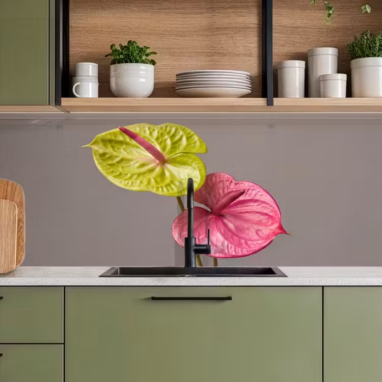 Schienale cucina - Piante - Anthurium - Verde - Rosa — 8