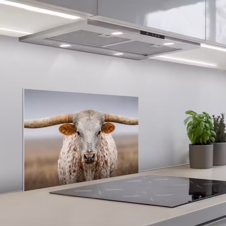 Paraschizzi cucina - Longhorn - Campo di erba - Animale — 1