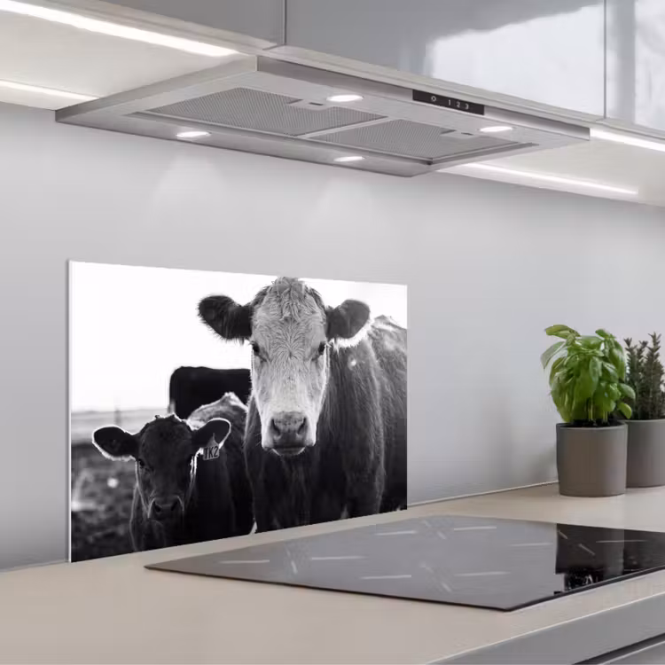 Paraschizzi cucina - Mucche - Bianco e nero — 1