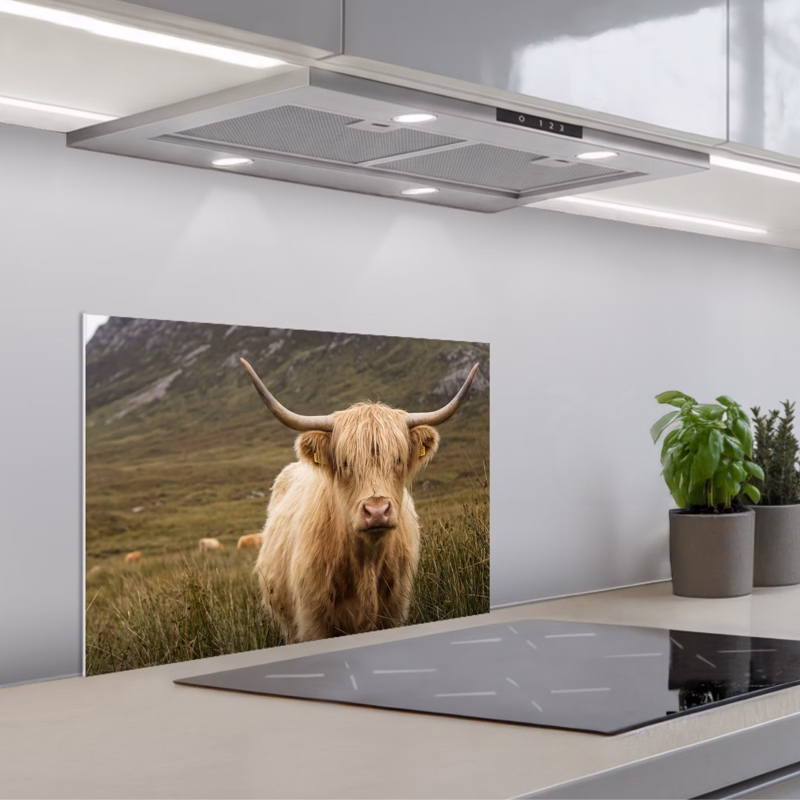 Paraschizzi cucina - Highlander scozzese - Bergen - Campo d'erba — 1