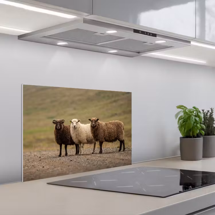 Paraschizzi cucina - Pecora - Marrone - Bianco - Sentiero di ghiaia — 1