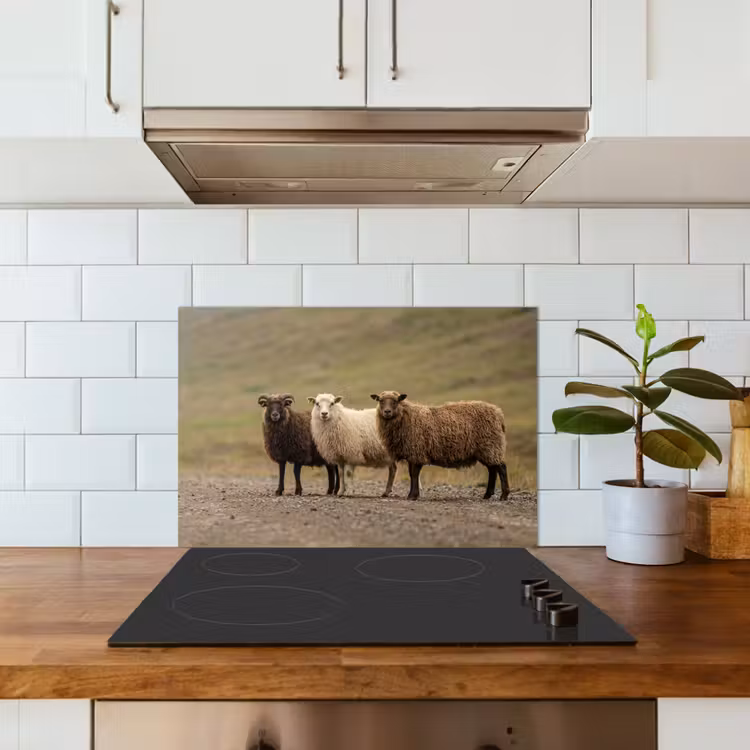 Paraschizzi cucina - Pecora - Marrone - Bianco - Sentiero di ghiaia — 3