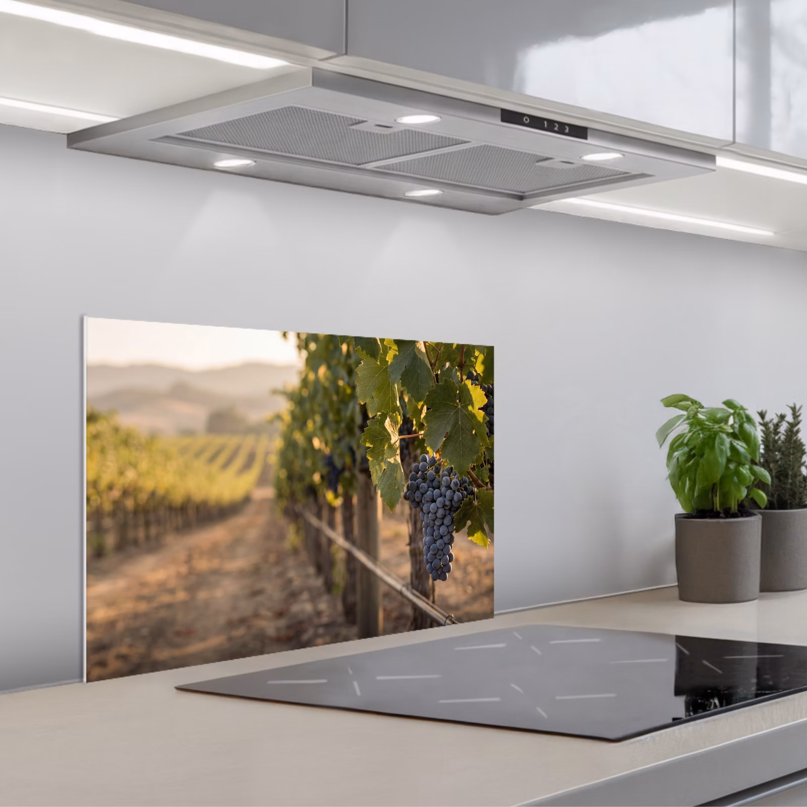 Paraschizzi cucina - Uva - Vigneto - Luce solare — 1