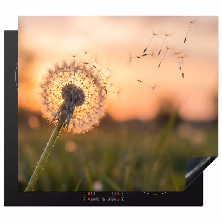 Protezione piano induzione - Dente di leone - Tramonto - Campo — 1