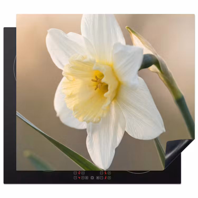 Protezione piano induzione - Narciso - Fiore - Minimalista — 1