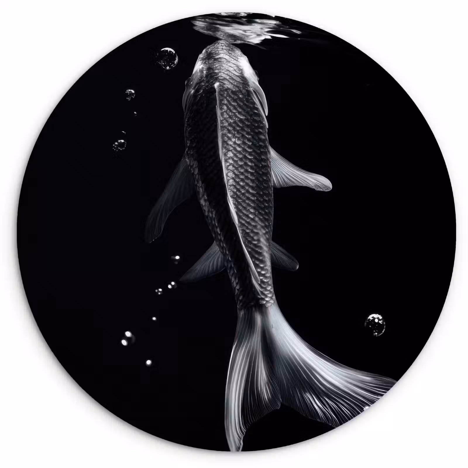 Quadro rotondo - Koi - Pesce - Acqua - Nero — 1