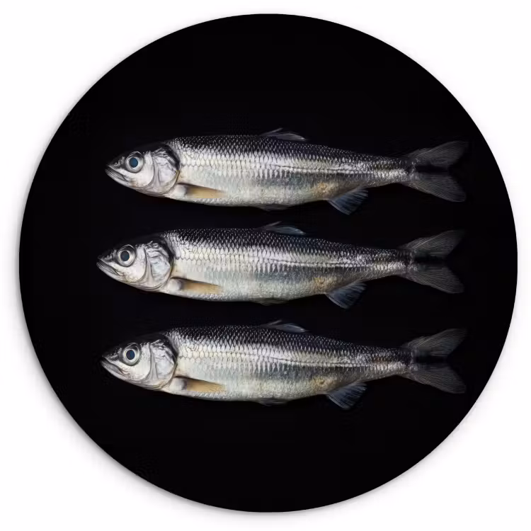 Quadro rotondo - Aringa - Pesce - Nero — 1