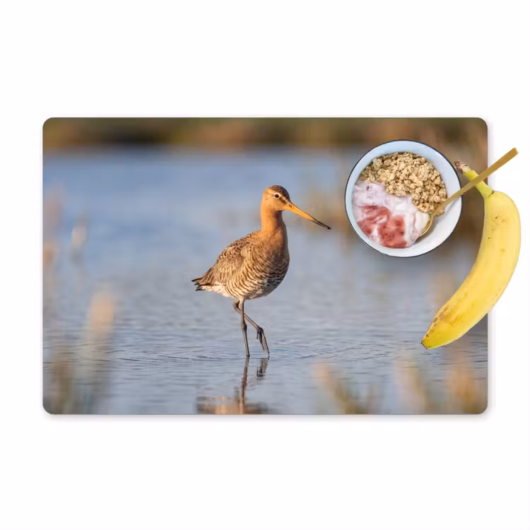 Tovaglietta – 6 pezzi - Uccello - Trampoliere - Acqua - Natura — 1