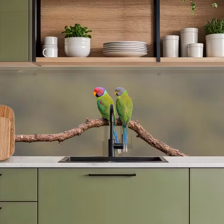 Schienale cucina - Pappagallo - Ramo - Natura - Colorato — 8
