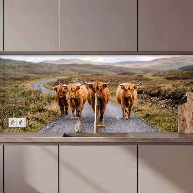 Schienale cucina - Highlander scozzesi - Strada - Paesaggio - Mandria — 1