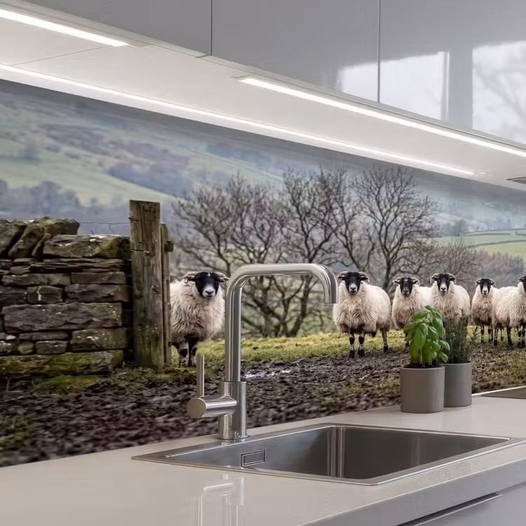 Schienale cucina - Pecore - Filare - Pascolo - Animali - Campagna — 2