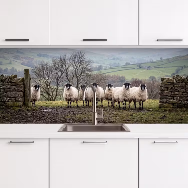 Schienale cucina - Pecore - Filare - Pascolo - Animali - Campagna — 4