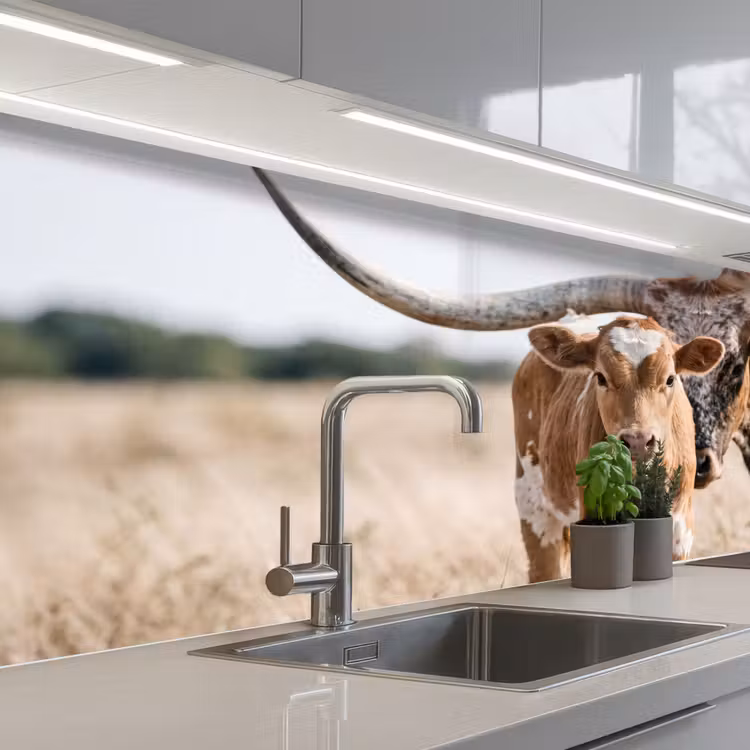 Schienale cucina - Texas Longhorn - Vitello - Pascolo - Animali — 2