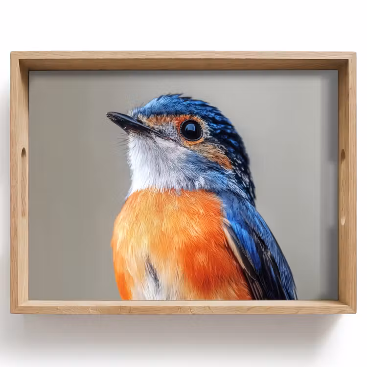 Vassoio - Colorato - Uccello - Piume - Blu — 1