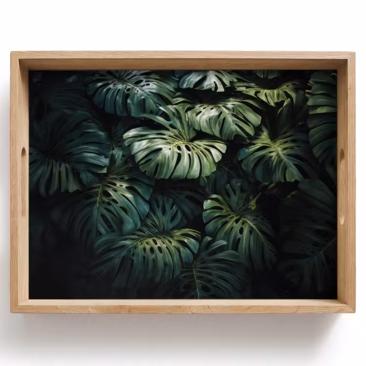 Vassoio - Pianta - Monstera - Luce — 1