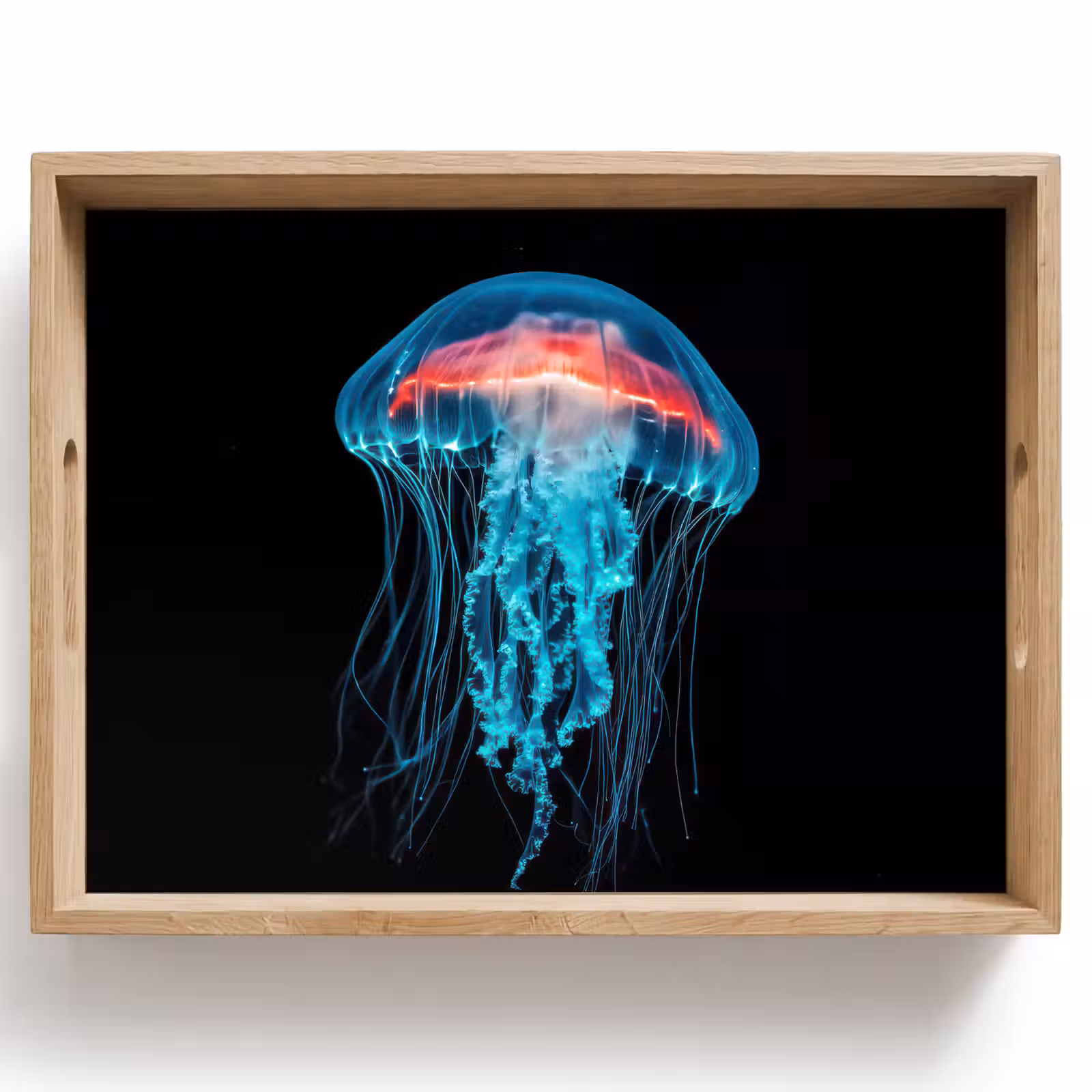 Vassoio - Medusa - Tentacoli - Blu - Luce — 1