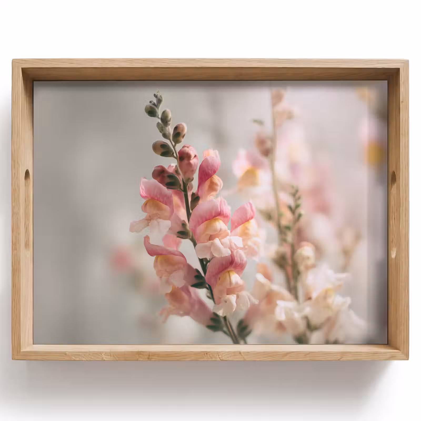 Vassoio - Fiore - Snapdragon - Rosa - Stelo — 1
