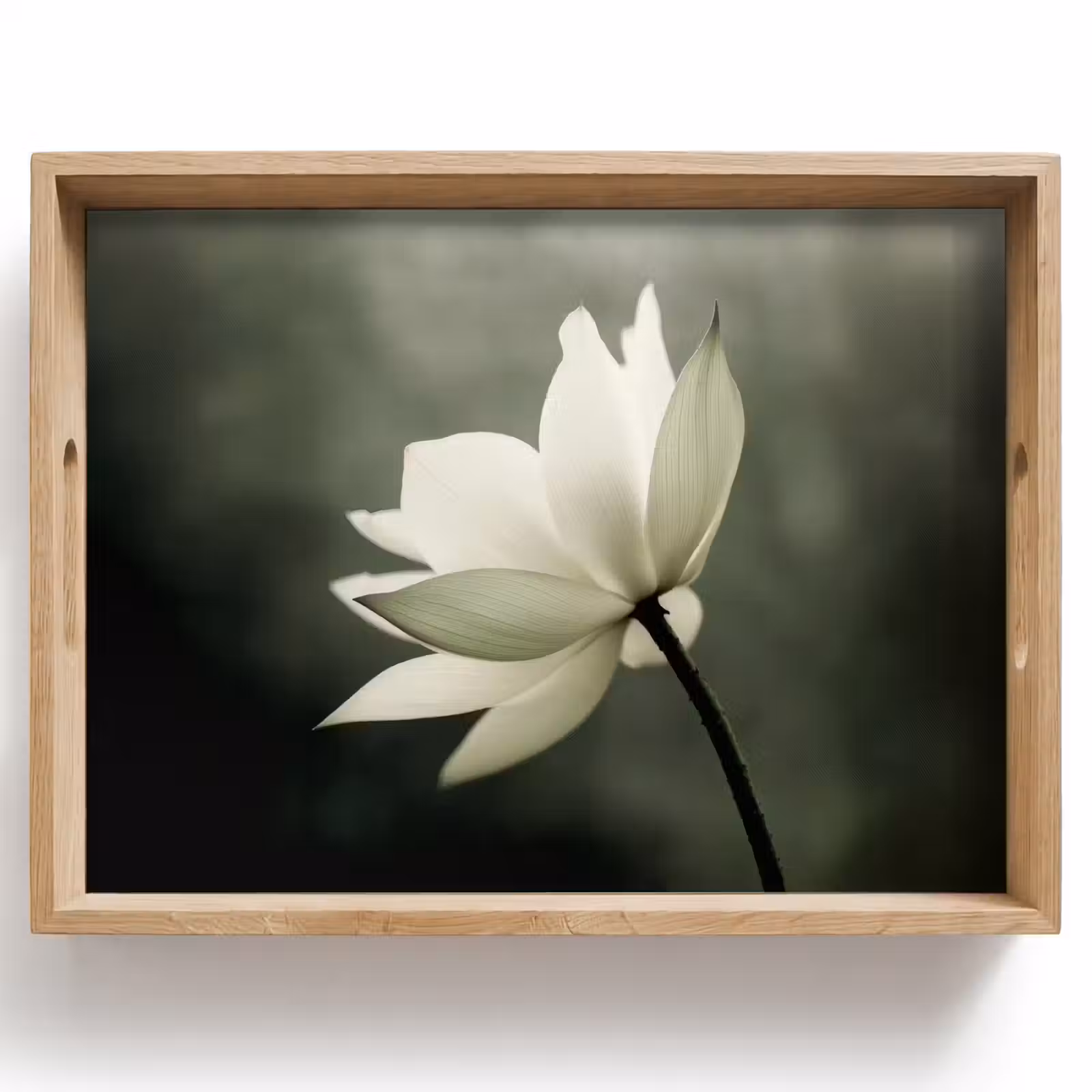 Vassoio - Bianco - Loto - Scuro - Fiore — 1