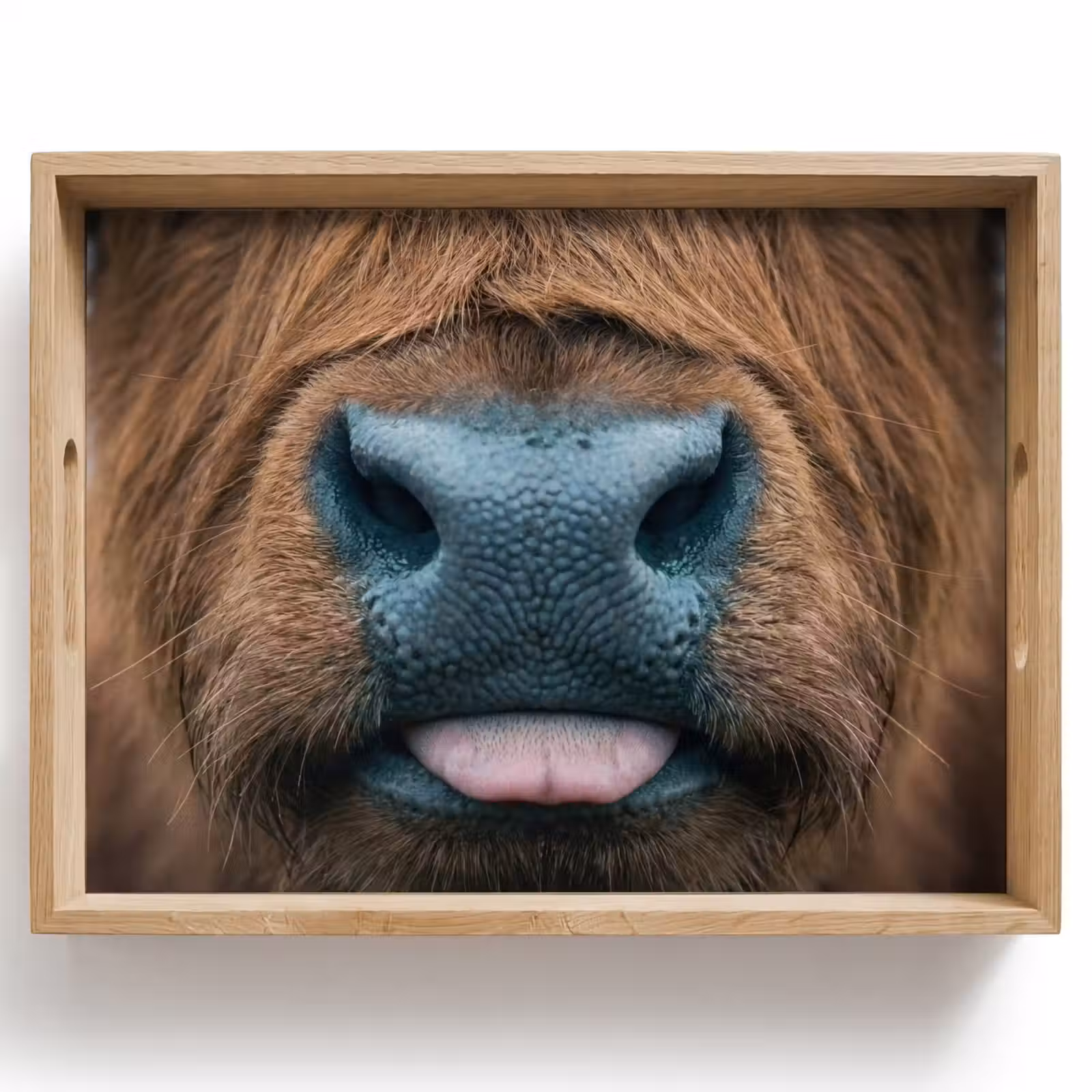 Vassoio - Highlander scozzese - Naso - Marrone — 1