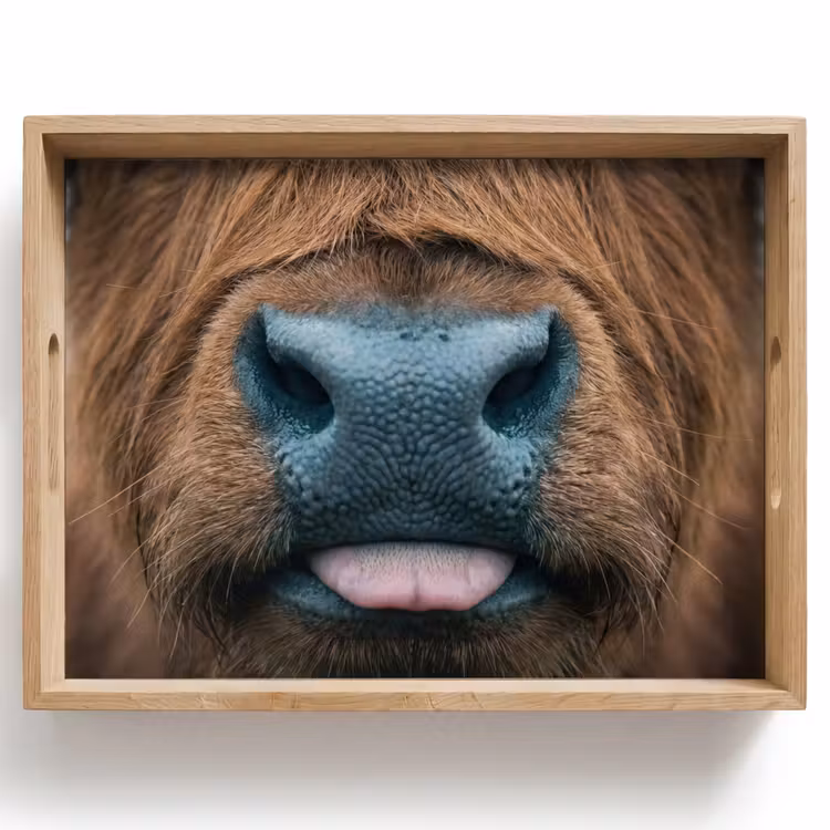 Vassoio - Highlander scozzese - Naso - Marrone — 1