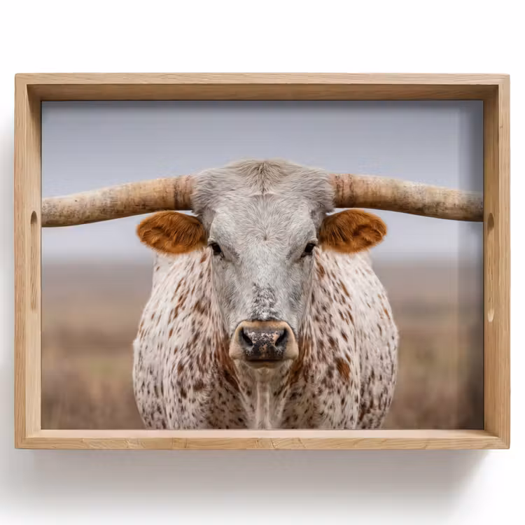 Vassoio - Longhorn - Campo di erba - Animale — 1