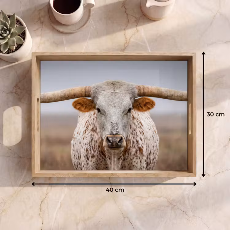 Vassoio - Longhorn - Campo di erba - Animale — 7