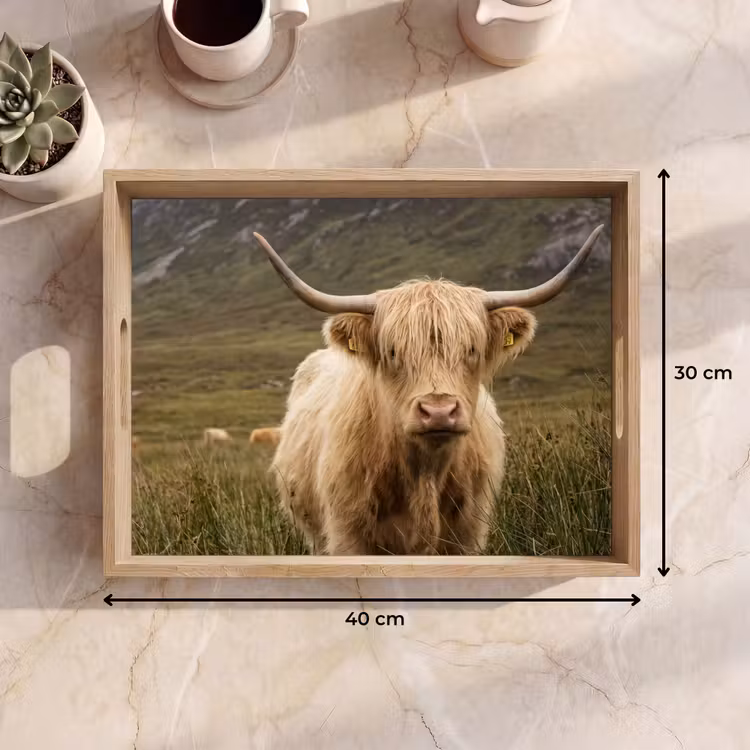 Vassoio - Highlander scozzese - Bergen - Campo d'erba — 7