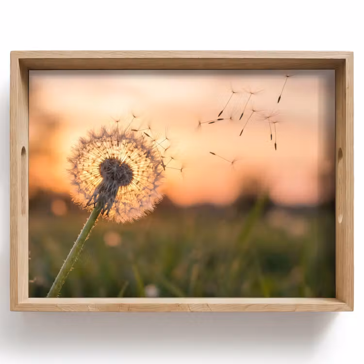 Vassoio - Dente di leone - Tramonto - Campo — 1