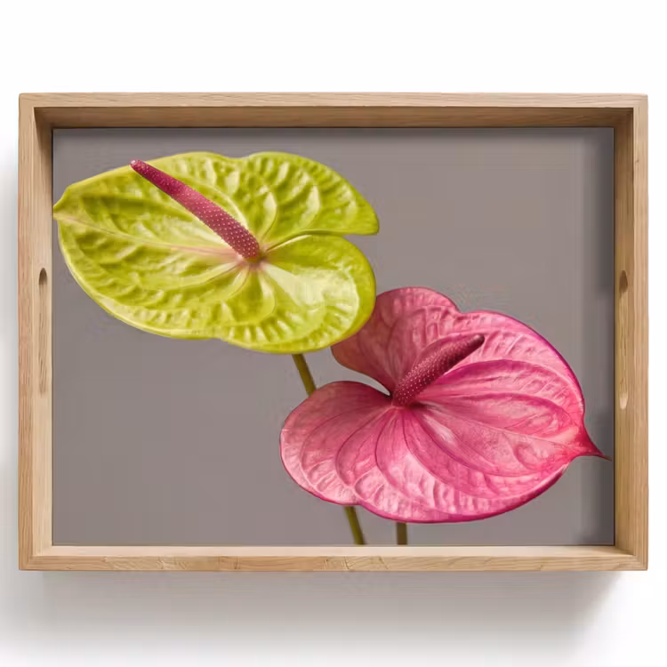 Vassoio - Piante - Anthurium - Verde - Rosa — 1