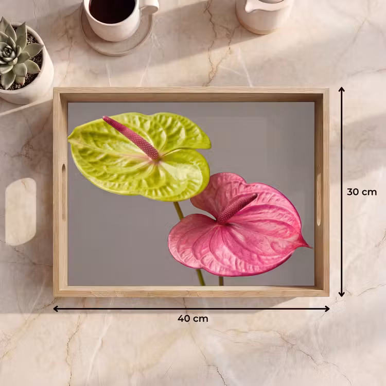 Vassoio - Piante - Anthurium - Verde - Rosa — 7