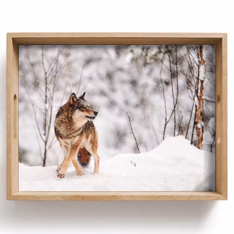 Vassoio - Lupo - Inverno - Neve - Natura - Animali — 1